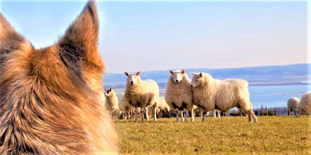 Livestock worrying is an offence and can cause serious harm to animals.