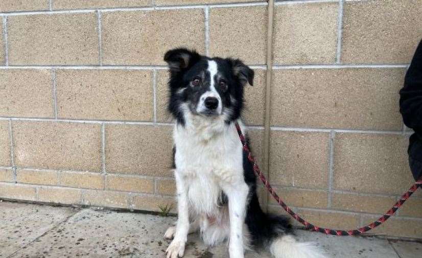 Young Zac would love to find his forever home.
