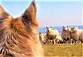 Keep dogs on the lead near livestock, warn SSPCA