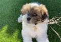 VIDEO: Readers share more pet pictures for National Pet Month