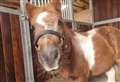 PET OF THE WEEK: Maggie the Shetland pony looking for her forever home