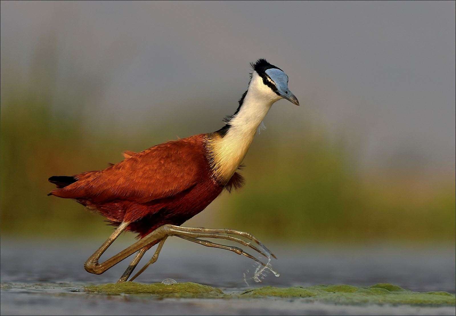 Pond Walker by Graham Clark from Elgin.