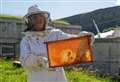 Honey bees like the buzz around Scottish Parliament in Edinburgh