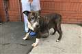 RSPCA appeal after dumped dog found in ‘shocking’ condition with tumour