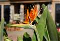 Hello bud! Exotic flower finally appears in Moray after a 42-year wait