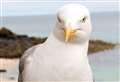 Shooting reported in Buckie of herring gull