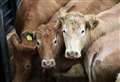 EDDIE GILLANDERS: Breeders selling store cattle are deserving of the current high prices