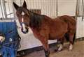 PET OF THE WEEK: Lovely Lady seeks retirement home!