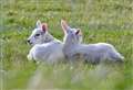 Moray Moments: Lambing Season