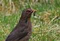Big Farmland Bird Count returns in February