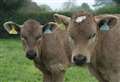 Consultation seeks local views on cattle identification electronic ID technology