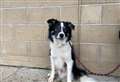 PET OF THE WEEK: Can you help Zac find his forever home?