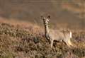 Laws changed to help manage Scotland’s deer numbers