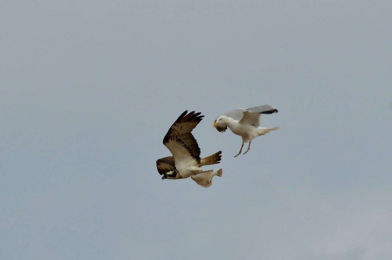 Startling a seagull. All photos by Hazel Thomson