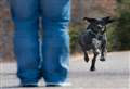Vet charity's top tips to keep pet owners out the dog house!
