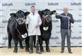 Demand strong for north bulls at Stirling sales
