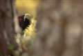 Wildlife in Moray: Don’t ruin Capercaillie romance