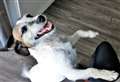 Handy hints on how to keep your dog safe from chocolate this Easter