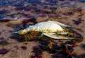 Wild swimmer calls for action to deal with dead birds on Moray beaches
