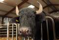 WATCH: Farm to Fork Week - Thorabella Farm