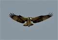 PHOTOS: Great images as ospreys return to Moray
