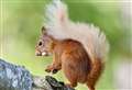 WATCH: Volunteers asked to go nuts for squirrels.