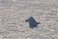 'Killer whale was literally within two metres of the rock' 
