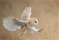 Wildlife Watch: Barn owls could have died due to heavy snow
