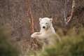 UK’s first polar bear cub in 25 years to move from Scotland to England