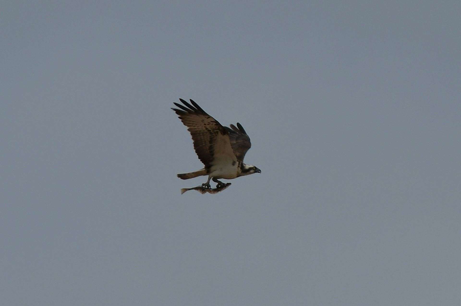 A successful fishing expedition. All photos by Hazel Thomson.