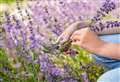 VOTE NOW: Garden of the Year 2021