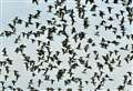 Wildlife in Moray: Oystercatchers in full flight