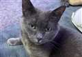 VIDEO: Readers share even more pet pictures for National Pet Month