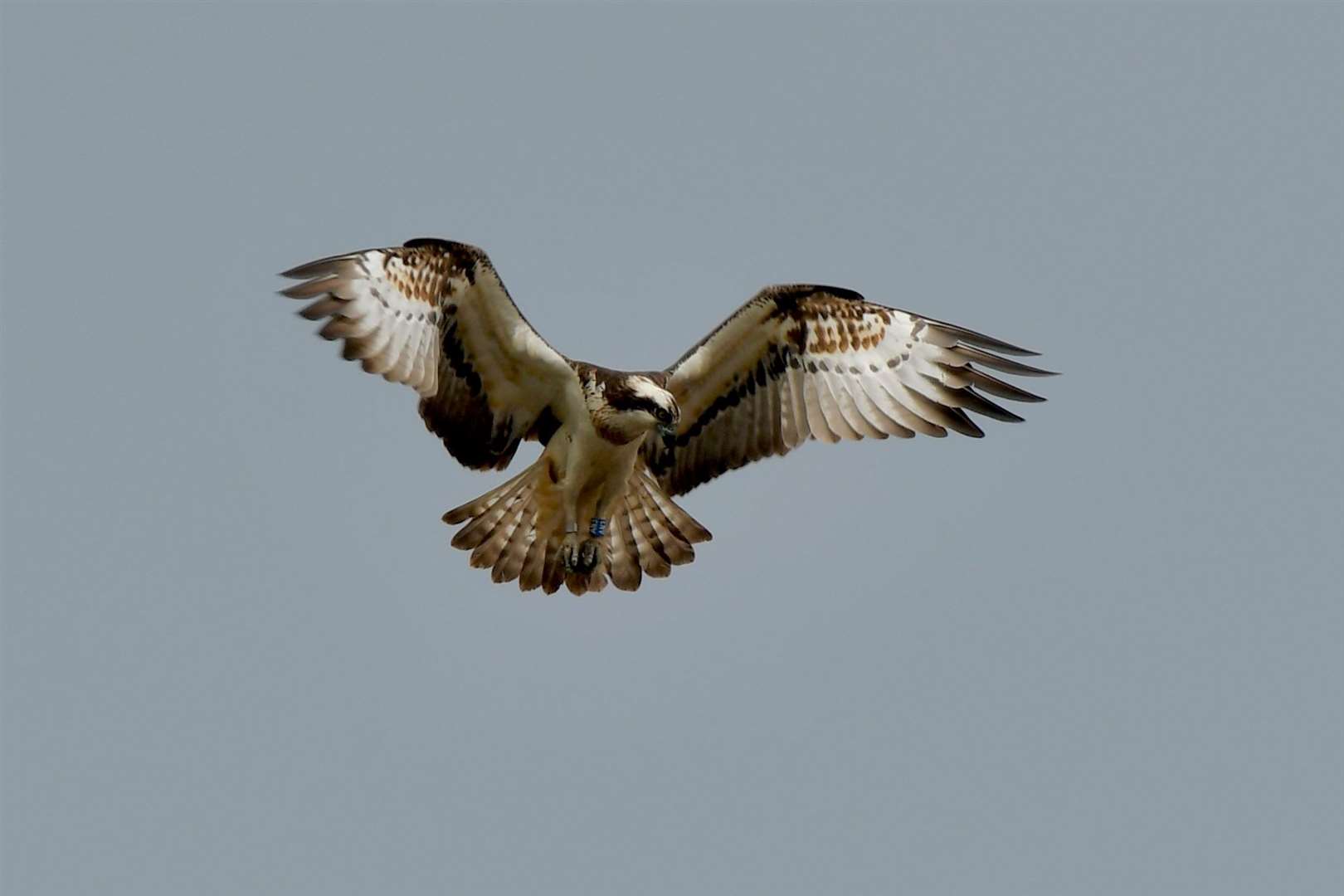 All photos by Hazel Thomson.