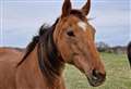 PET OF THE WEEK: Can you help Autumn trot off to her forever home?
