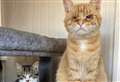 Largest animal sanctuary in Scotland – Willows – appeals for Christmas support