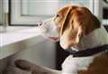 Vet charity PDSA issue springtime pet hazards warning