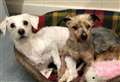 PET OF THE WEEK: Cute doggy duo Angus and Dinky hoping to sniff out a forever home