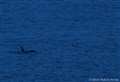Killer Whales spotted just 300 metres off Moray coast
