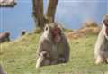 WATCH: Honshu is on the move again – but this time he is being escorted