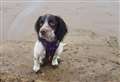 PICTURES: Our HNM staff pet pictures for National Pet Month
