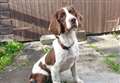 Police dog Buster helps find drugs and money in Keith and Elgin raids