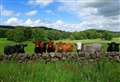 Eddie Gillanders: Pointing the finger at farming community over livestock emissions is unfair and misleading