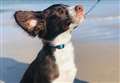 VIDEO: The Northern Scot readers celebrated National Pet Month with us by sharing photos of their pets 